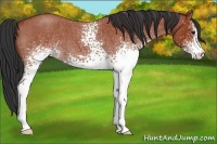Horse Color:White Spotted Bay Roan