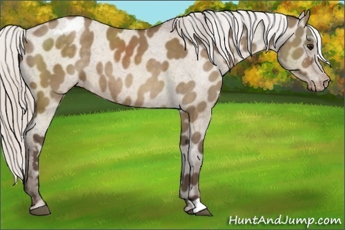 Horse Color:Silver Brown Dun Appaloosa Rabicano 