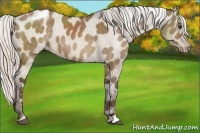 Horse Color:Silver Brown Dun Appaloosa Rabicano 