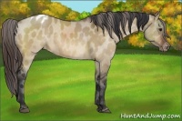 Horse Color:Brown Dun Varnish Rabicano 