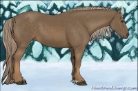 Horse Color:Chocolate Palomino 