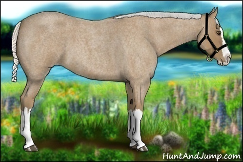 Horse Color:Silver Buckskin Roan Splash 