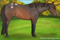 Horse Color:Brown Appaloosa 