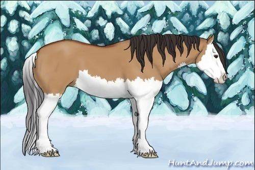 Horse Color:Bay Dun Splash 