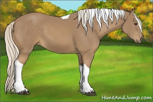 Horse Color:Palomino Tobiano 