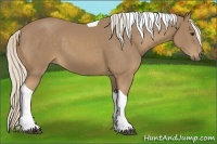 Horse Color:Palomino Tobiano 