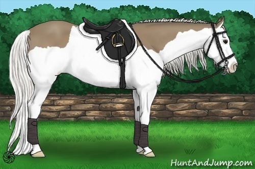 Horse Color:Silver Buckskin Splash 