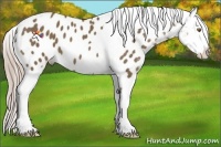 Horse Color:Chocolate Palomino Tobiano Near Leopard 