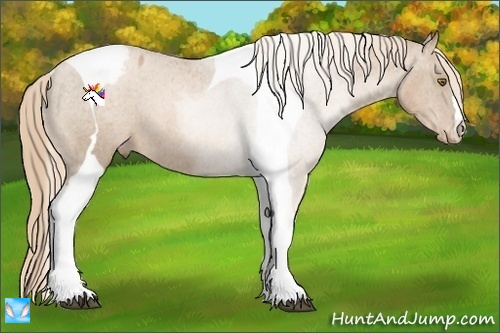 Horse Color:Liver Chestnut Pearl Tobiano Appaloosa 