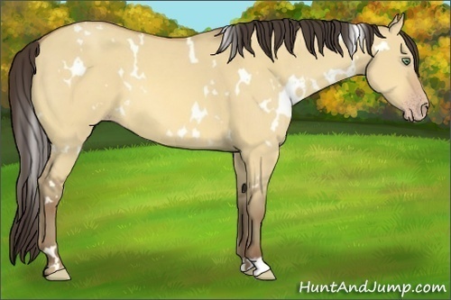 Horse Color:White Spotted Amber Champagne Dun