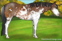 Horse Color:Bay Sabino 