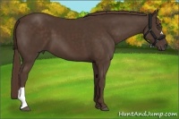 Horse Color:Liver Chestnut 
