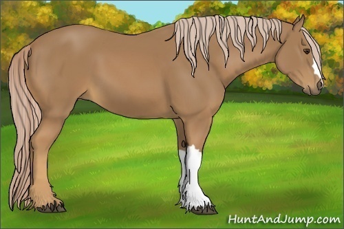 Horse Color:Palomino