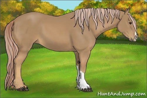 Horse Color:Palomino 