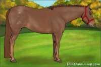 Horse Color:White Spotted Chestnut Frame Rabicano