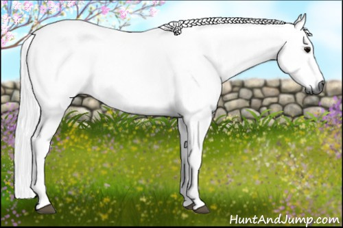 Horse Color:Gray Black 