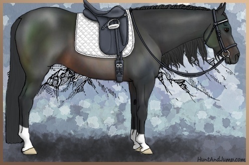 Horse Color:Brown 