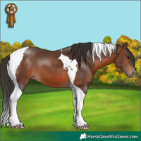 Horse Color:Brown Tobiano 