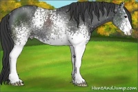 Horse Color:White Spotted Black Rabicano 
