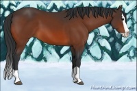 Horse Color:Bay Splash 