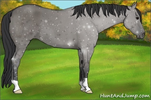 Horse Color:Grullo Roan 