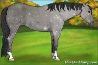 Horse Color:Grullo Roan 