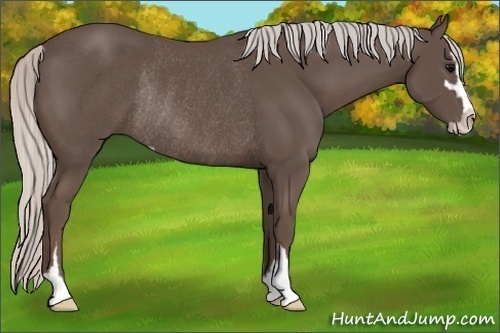 Horse Color:Silver Black Sabino Rabicano 