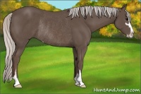 Horse Color:Silver Black Sabino Rabicano 