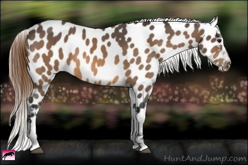 Horse Color:Buckskin Near Leopard