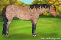 Horse Color:Bay Ice