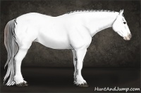 Horse Color:Brown Frame Near Leopard 