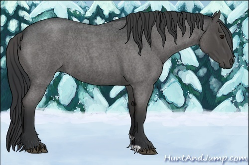 Horse Color:Blue Roan 