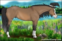 Horse Color:Bay Dun Splash 