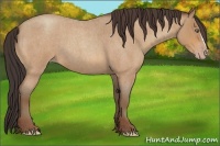 Horse Color:Amber Champagne Roan 