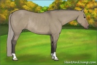 Horse Color:Silver Grullo Rabicano