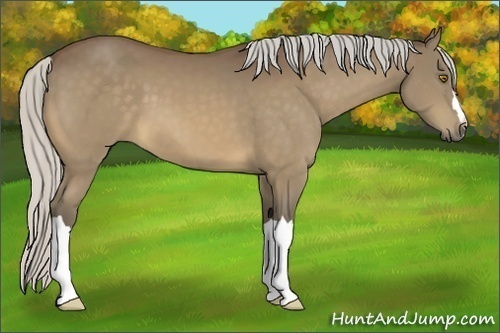 Horse Color:Silver Buckskin 