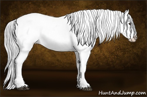 Horse Color:White Spotted Black Chinchilla Varnish Rabicano