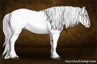 Horse Color:White Spotted Black Chinchilla Appaloosa Rabicano