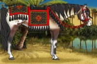 Horse Color:Bay Onyx Appaloosa 