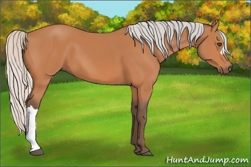 Horse Color:Silver Bay 