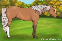 Horse Color:Silver Bay 