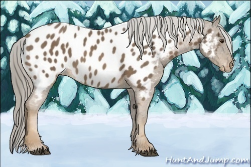 Horse Color:Chocolate Palomino Appaloosa Rabicano 