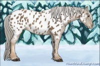 Horse Color:Chocolate Palomino Appaloosa Rabicano 