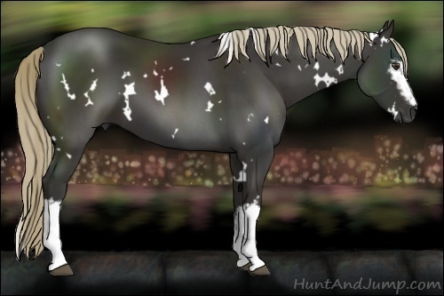 Horse Color:White Spotted Liver Chestnut 
