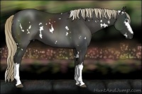 Horse Color:White Spotted Liver Chestnut 