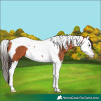 Horse Color:Bay Splash Tobiano