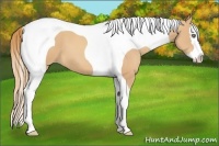 Horse Color:Gold Champagne Splash Tobiano 