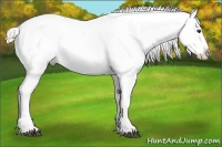 Horse Color:Chocolate Palomino Appaloosa 