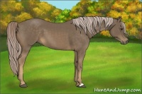 Horse Color:Chocolate Palomino 