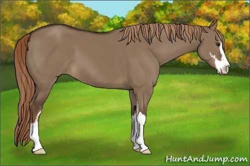 Horse Color:Liver Red Dun Sabino 